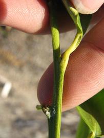              First year twig (Winter Haven, FL)       