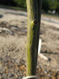              Bark (Winter Haven, FL)       