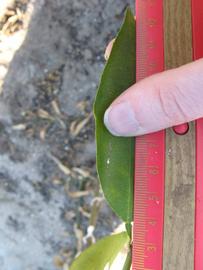              Unifoliolate leaf (Winter Haven, FL)       