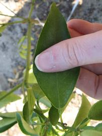              Unifoliolate leaf (Winter Haven, FL)       