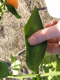              Unifoliolate leaf (Winter Haven, FL)       