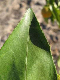              Margin (Winter Haven, FL)       