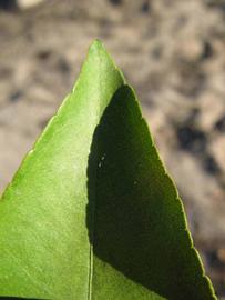              Margin (Winter Haven, FL)       