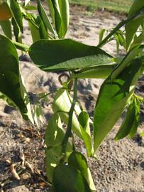            Sun leaves (Winter Haven, FL)   