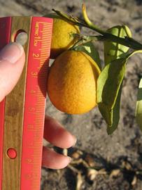            Fruit (Winter Haven, FL)   