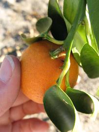            Fruit (Winter Haven, FL)   