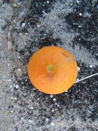            Fruit (Winter Haven, FL)   