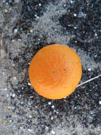            Fruit (Winter Haven, FL)   