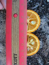            Fruit cross-section (Winter Haven, FL)   