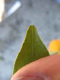              Margin (Winter Haven, FL)       