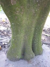              Bark (Winter Haven, FL)       