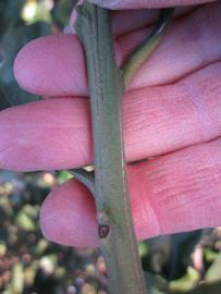              First year twig (Winter Haven, FL)       