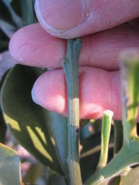              First year twig (Winter Haven, FL)       