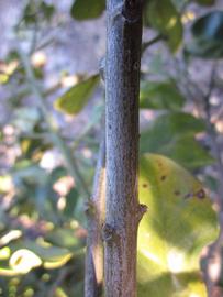              Second - third year twig (Winter Haven, FL)       