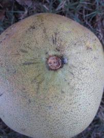            Fruit (Winter Haven, FL)   