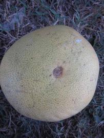            Fruit (Winter Haven, FL)   