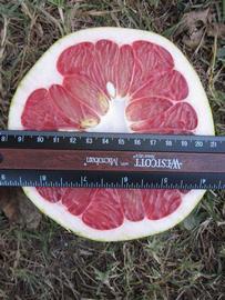            Fruit cross-section (Winter Haven, FL)   