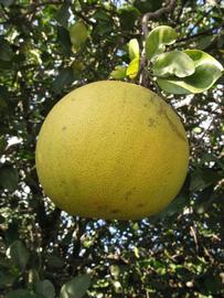            Fruit (Winter Haven, FL)   