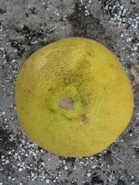            Fruit (Winter Haven, FL)   