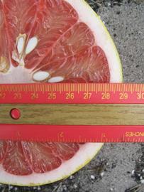            Fruit cross-section (Winter Haven, FL)   