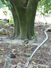            Bark (Winter Haven, FL)      