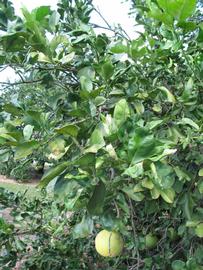              Sun leaves (Winter Haven, FL)       