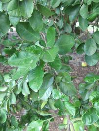              Shade leaves (Winter Haven, FL)       
