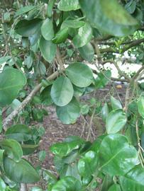              Shade leaves (Winter Haven, FL)       