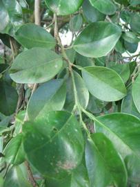              Shade leaves (Winter Haven, FL)       
