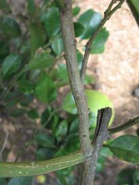              Second - third year twig (Winter Haven, FL)       