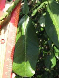              Unifoliolate leaf (Winter Haven, FL)       