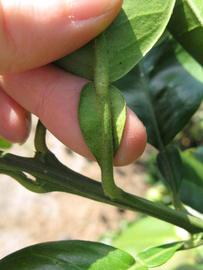              Petiole (Winter Haven, FL)       