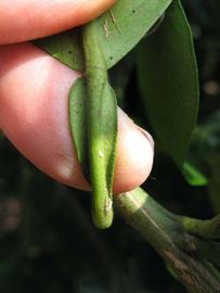              Petiole (Winter Haven, FL)            