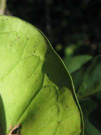              Margin (Winter Haven, FL)       