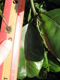              Unifoliolate leaf (Winter Haven, FL)       