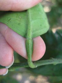              Petiole (Winter Haven, FL)       