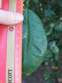              Unifoliolate leaf (Winter Haven, FL)       