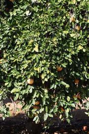            Habit (Riverside, CA)   