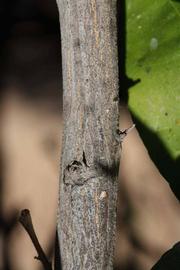              Second - third year twig (Riverside, CA)       