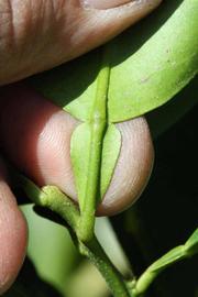              Petiole (Riverside, CA)       