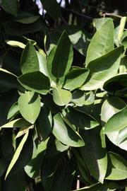              Sun leaves (Riverside, CA)       