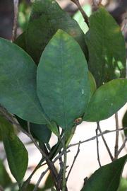              Unifoliolate leaf (Riverside, CA)       