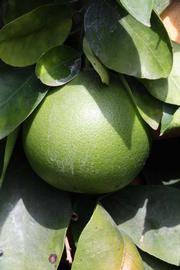            Immature fruit (Riverside, CA)   