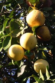            Fruit (Riverside, CA)   