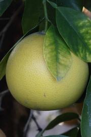            Fruit (Riverside, CA)   