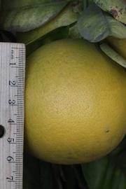            Fruit (Riverside, CA)   