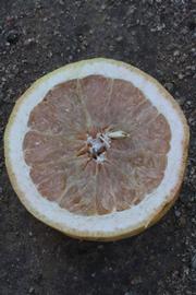            Fruit cross-section (Riverside, CA)   