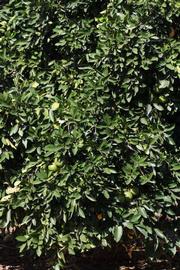            Habit (Riverside, CA)   