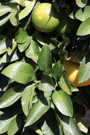              Sun leaves (Riverside, CA)       