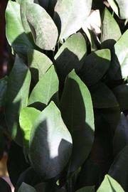              Sun leaves (Riverside, CA)       